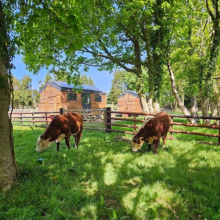 Woodland Shepherds Hut - 'Saga' Caernarfon Zewnętrze zdjęcie